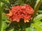 Orange Jungle Geranium Flowers