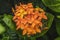Orange Jungle Geranium Moorea Tahiti