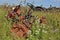 Orange junked tractor lost in a sea of wild flowers and plants