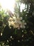 Orange jusmine flower white plant bee