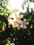 Orange jusmine flower white plant bee