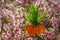 Orange Kaiser`s Fritillaria imperialis crown in bloom