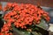 Orange Kalanchoe blossfeldiana or flaming Katy, Christmas kalanchoe, florist kalanchoe and Madagascar widow`s-thrill