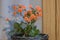 Orange kalanchoe blossfeldiana, flaming Katy, Christmas kalanchoe, florist kalanchoe and Madagascar widow`s-thrill pot plant