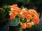 Orange Kalanchoe blossfeldiana flower on blurry background.