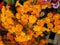 Orange kalanchoe flower