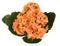 Orange kalanchoe flower