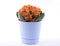 Orange kalanchoe flower in pot