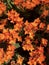 Orange Kalanchoe Flowers