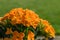 Orange kalanchoe in full bloom