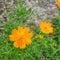 Orange kenikir flower ornamental plant