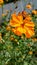 The orange kenikir flowers that bloom in the garden are very beautiful