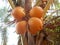 orange king coconut fruits at the tree