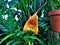 Orange kite-shaped blossom of Masdevallia kimballiana hybride