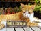 orange kitten cat sitting with welcome sign still life