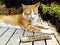 Orange kitten cat sitting with welcome sign still life