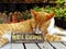 Orange kitten cat sitting with welcome sign still life