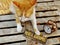 Orange kitten cat sitting with welcome sign still life