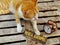 Orange kitten cat sitting with welcome sign still life