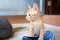 Orange kitten closeup photo portrait. Naughty cat with female shoe