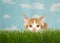 Orange kitten crouched in grass ready to pounce at viewer