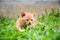 An orange kitten with droopy eyes lay peacefully in the grass, staring at something with a dazed look on his face.