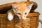 Orange kitten escaping from picnic basket