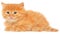 Orange kitten lays on a side view isolated