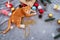 Orange kitten look up on carpet in christmas holiday with decoration and ornament.