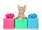 Orange kitten peaking out of colorful present boxes
