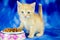 Orange Kitten pet adoption photo