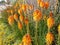 The orange kniphofia flowers