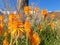 Orange kniphofia flowers