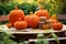 Orange knitted halloween pumpkins on table