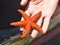 Orange knobby Starfish in a mans hand