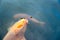 Orange Koi fish (nishikigoi) swimming in pond with eating feed