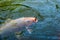 Orange Koi fish (nishikigoi) swimming in pond with eating feed