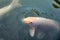 Orange Koi fish (nishikigoi) swimming in pond with eating feed