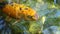 Orange Koi Fish in Pond Swimming