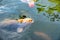 Orange Koi fishs (nishikigoi) swimming in pond with eating feed