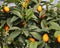 orange kumquat fruits on the tree