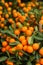 Orange kumquat on the tree