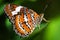 Orange Lacewing Butterfly