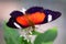 Orange Lacewing Butterfly In A Breeding Aviary