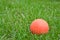 Orange lacrosse ball on grass