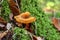 Orange lactarius in autumn, Lactarius mitissimus, Bavaria, Germany, Europe