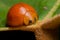 Orange ladybird beetle