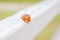 The orange ladybird beetle wanders on slippery ground