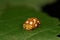 Orange Ladybird on a green leaf