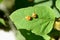 Orange ladybird larvaes sitting on a leaf